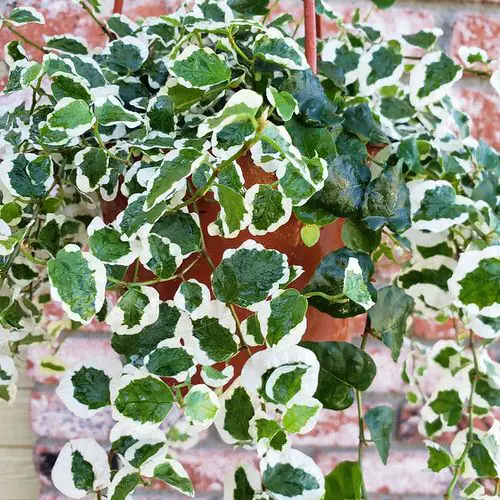 top Indoor Plants with Colorful New Growth