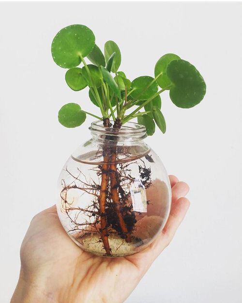 top Plants That You Can Keep in Your Indoor Water Garden