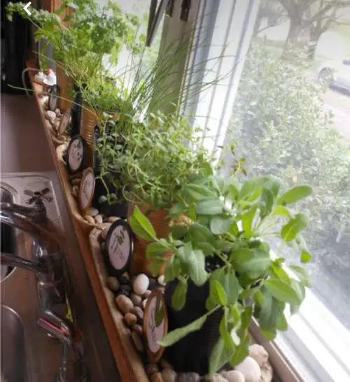 Mini Pots on Trays with Pebbles