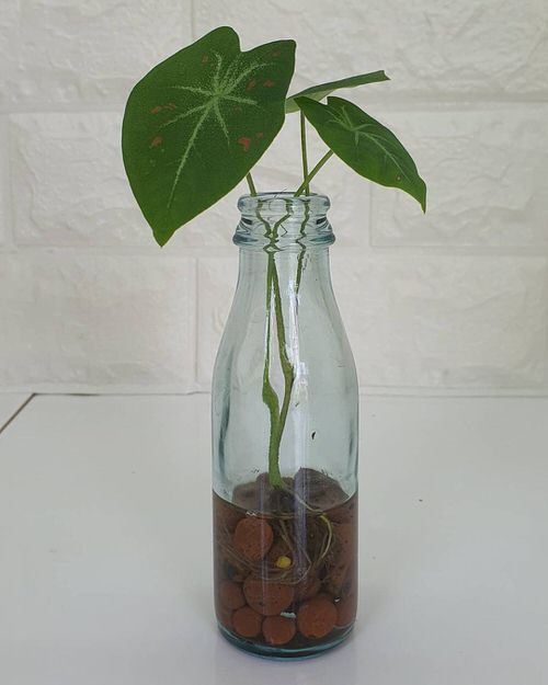 top Plants That You Can Keep in Your Indoor Water Garden