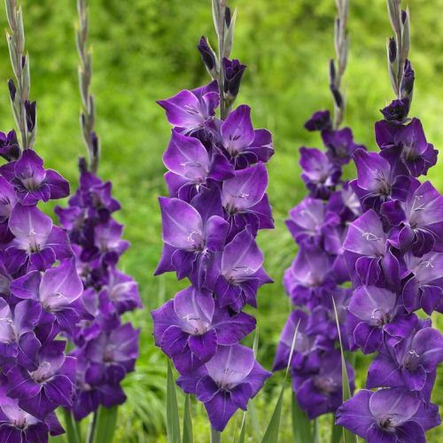 Amazing Best March Birth Month Flowers and Their Meanings