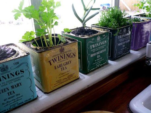 Herbs in Tea Boxes