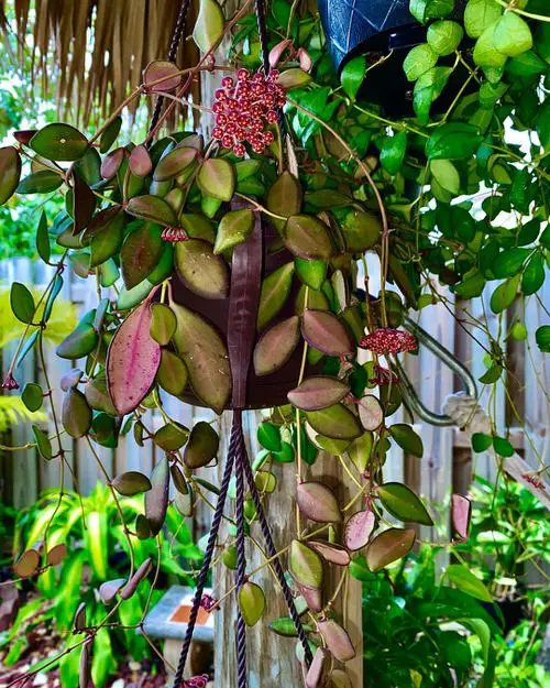 Beautiful Hoya Types and Species
