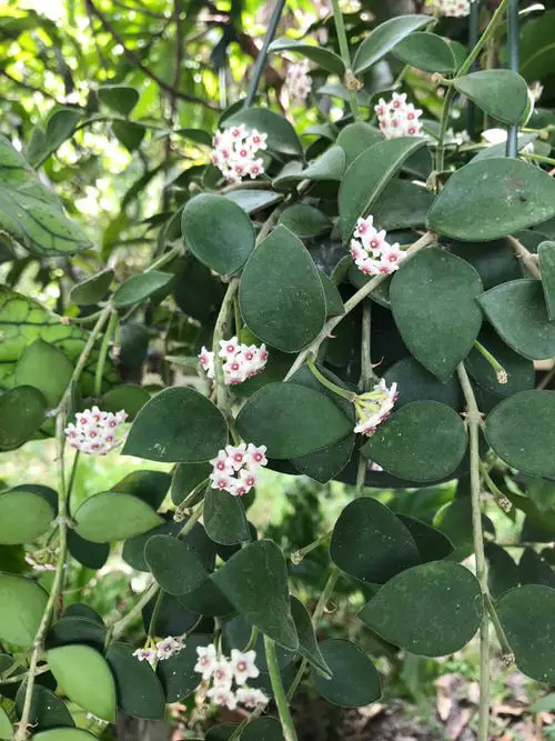 Beautiful Hoya Species and Types