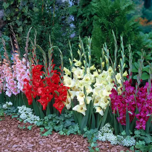 Taking Care of Gladiolas Flower