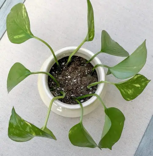 Planting Cuttings