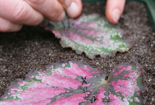 How to Propagate Rex Begonias From Leaf Cuttings 4