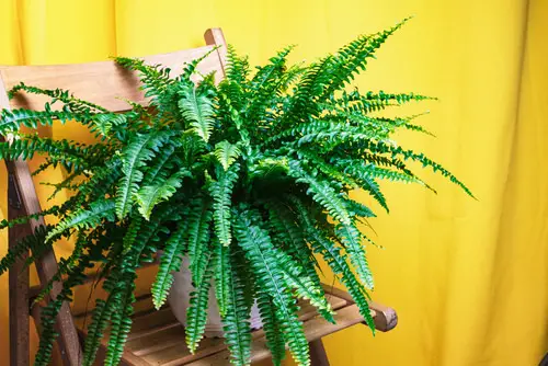 Keeping Ferns Lush