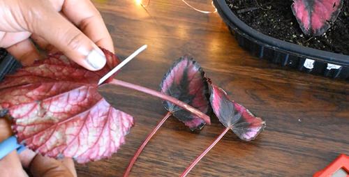 How to Propagate Rex Begonias From Leaf Cuttings 4