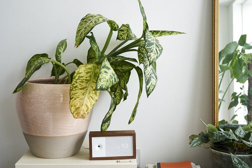 Houseplants Leaves Getting Yellow overwatering