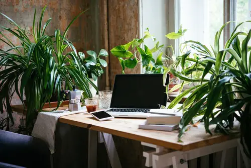 Coffee Spot in Home Ideas with Plants 2