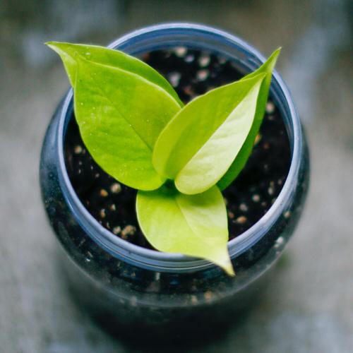 Aftercare is important for growing pothos