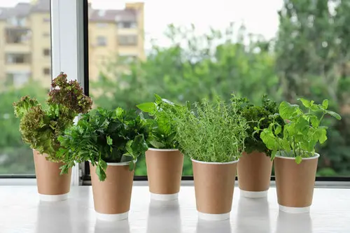 Herbs in Disposable Cups