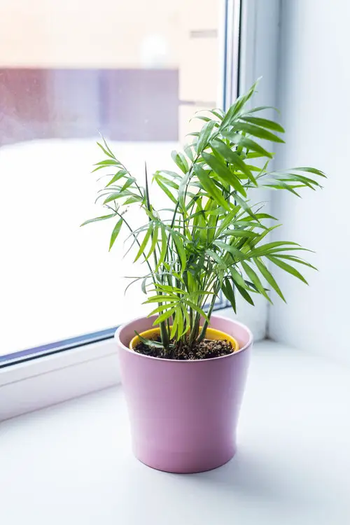 Keeping New Indoor Plants Alive and Happy