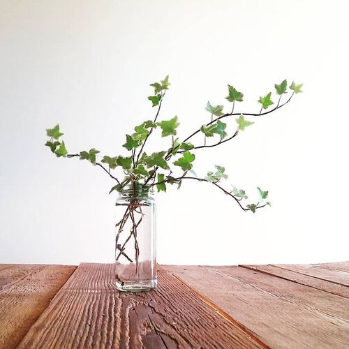 Plants You Can Grow in Your Indoor Water Garden