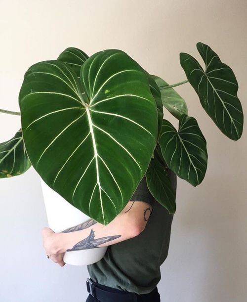 top  Stylish Houseplants with Big Leaves