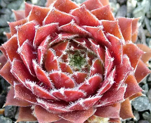 Amazing Indoor Plants with Colorful New Growth