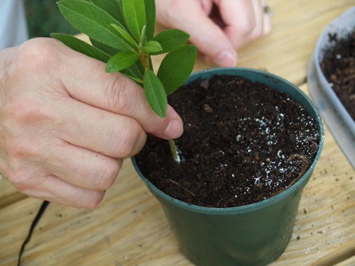 Cut Flower Plants You Can Regrow 03