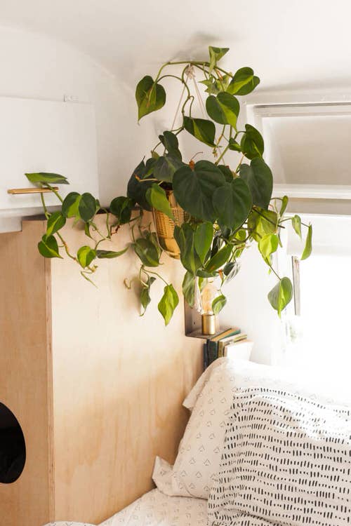 Indoor Philodendron Benefits5