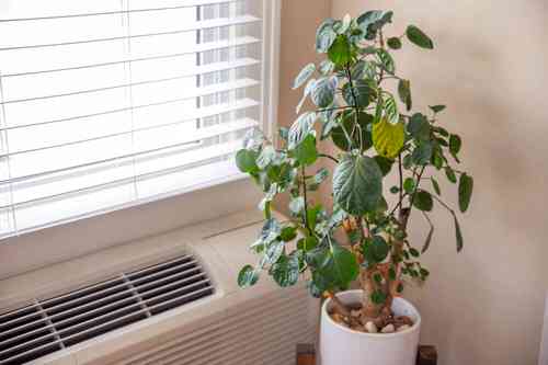 Reasons for Houseplant Leaves Getting Yellow  in cold draft
