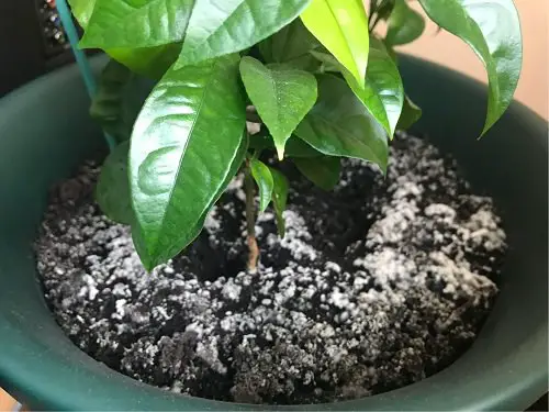 Kills Pests Naturally