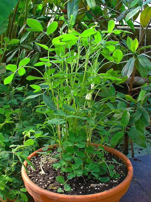 Nuts You Can Grow in Pots
