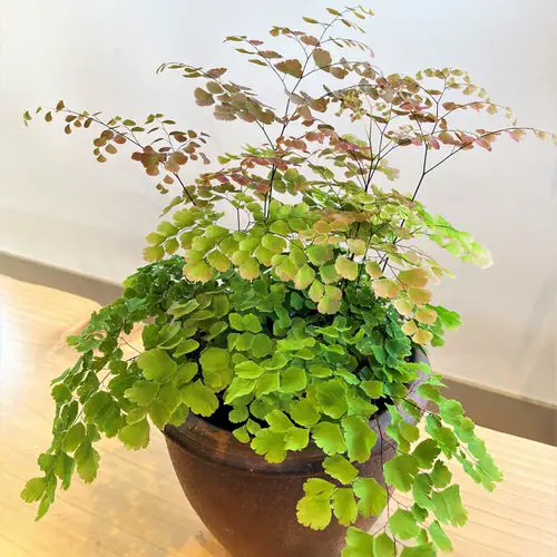 Plants with Colorful New Growth on pot
