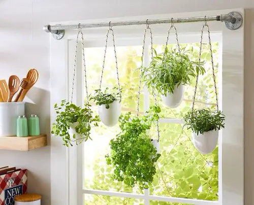 Herbs in Hanging Pots on a Window Curtain Rod