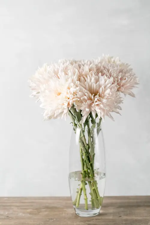 Cut Flower Plants You Can Regrow 07