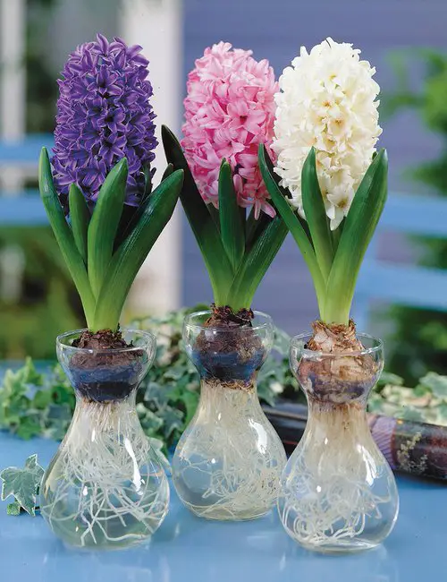 best Plants You Can Grow in Your Indoor Water Garden