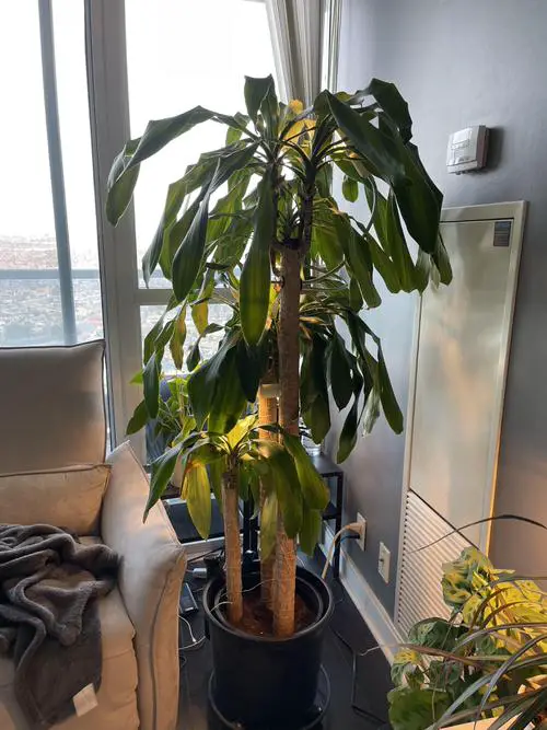 Houseplants Leaves Getting Yellow lack of light