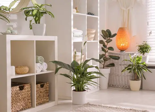 Different Potted Plants in a Washroom