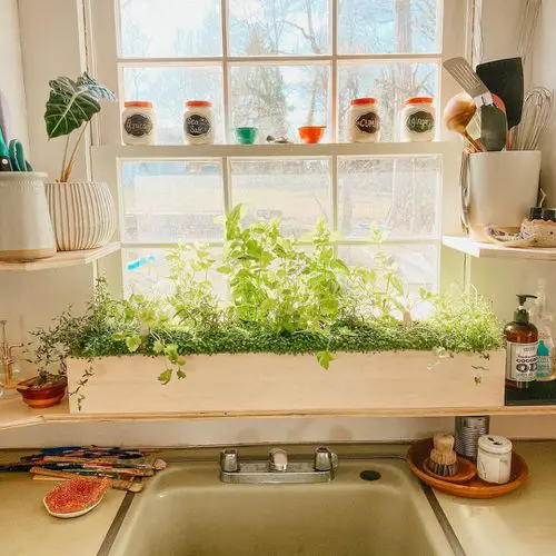 Herbs in a Wooden Box Over the Sink