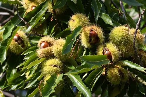 Top Nuts for Pot Planting