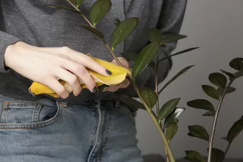 Diy Banana Peels Leaf Shine