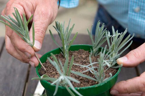Cut Flower Plants You Can Regrow 05