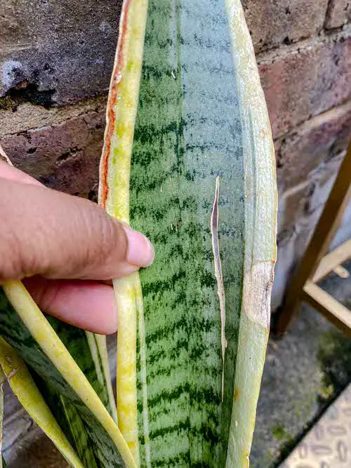 Common Snake Plant Problems and How to Fix Them 4