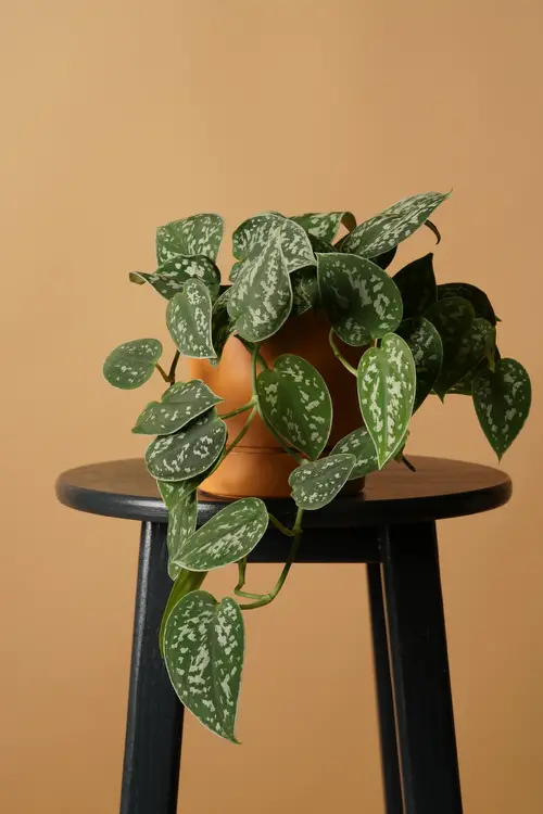 Best Indoor Plants for the Year 2022 9