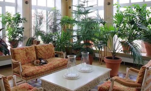 Potted Indoor Garden