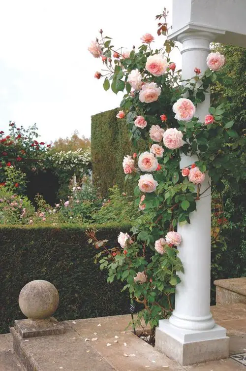 Train Roses To Pillars