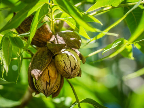 best Top Nuts for Pot Planting
