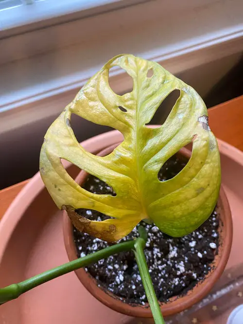 Monstera Leaves Turning Yellow Fungal Infection