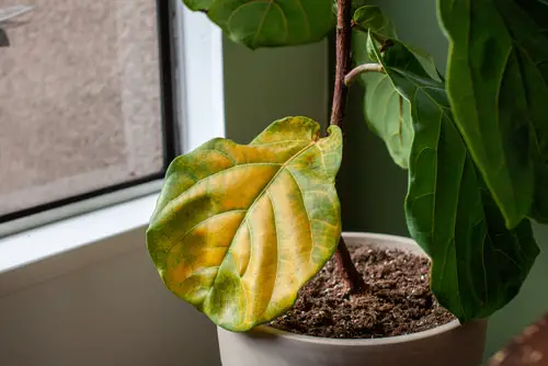Eliminates Yellowing of Leaves