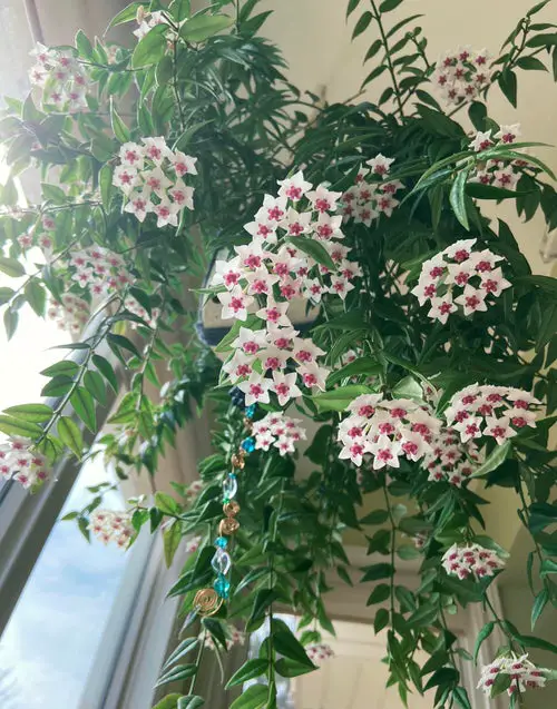 best Stunning Types and Species of Hoya