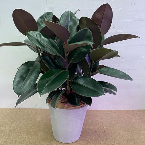 The Cutest Burgundy Indoor Plants