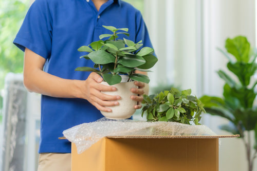 Are Plants Allowed on Flights