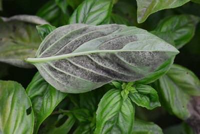 Basil Leaves Turning Black or Brown 1