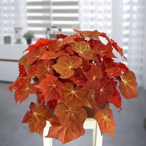 Indoor Arrangements of Vibrant New Growth