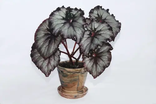 Beautiful New Growth on Indoor Plants