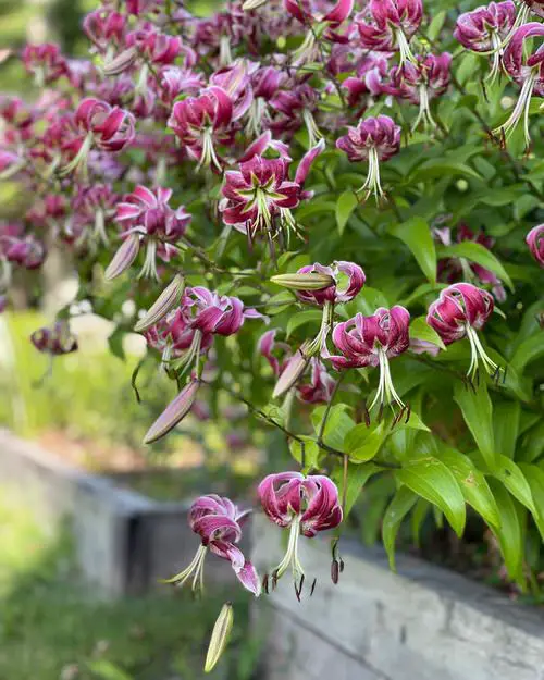 Wonderful Flowers Shaped Like Jingle Bells